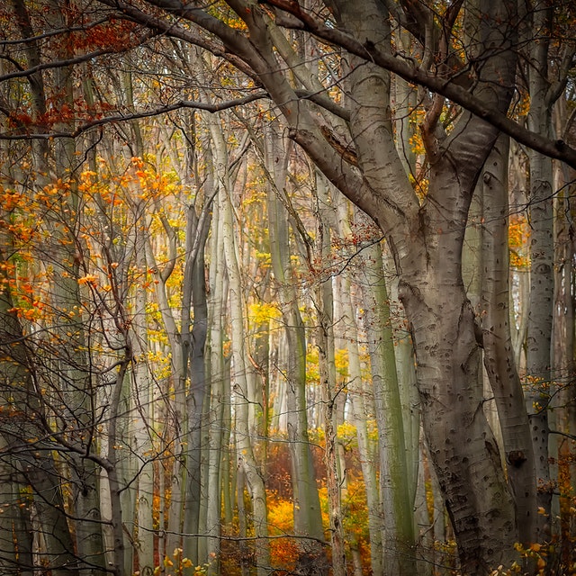 Természet fotó - Erdő